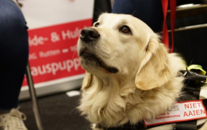 Geleide hond die op de grond ligt en omhoog kijkt